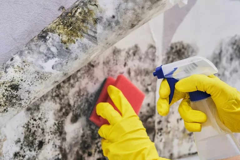 A person wearing rubber gloves removes mold spores on their walls caused by water in the crawl space 